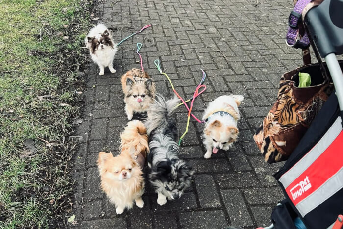 Zondag middag is hondjes middag