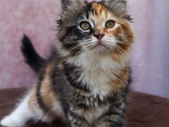 Zima en Lenka kwamen op visite