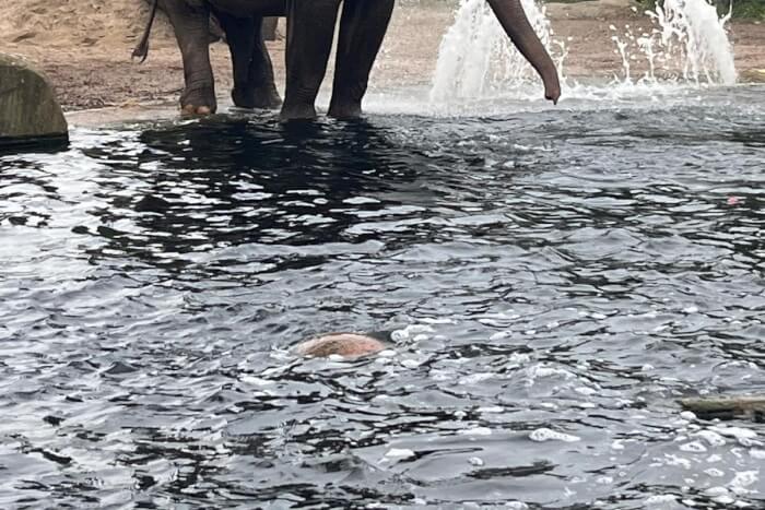 Vrijwilligers genieten van een mooie dag in ARTIS